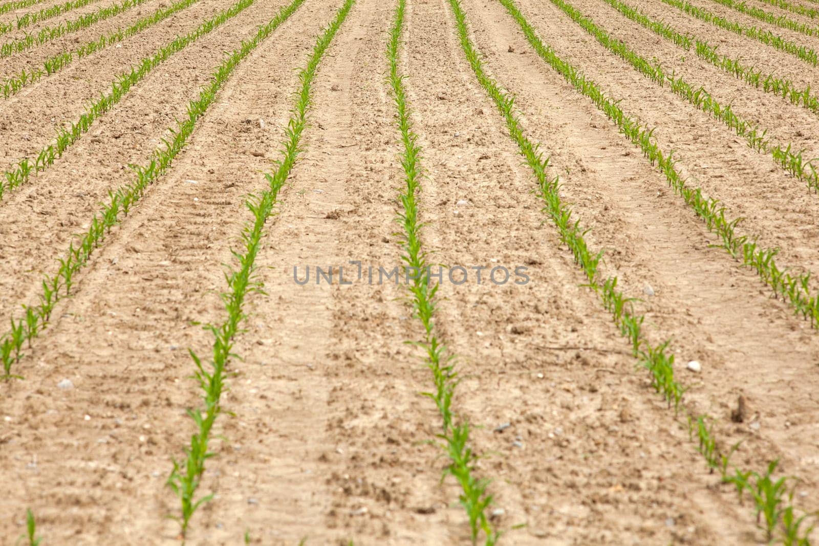 Young Plants in the field, Isola della cona