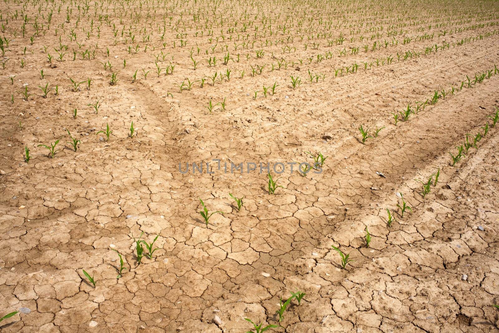Young Plants in the field, Isola della cona