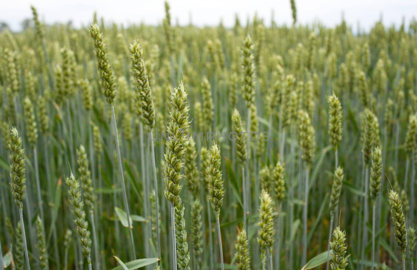 Young Plants in the field, Isola della cona