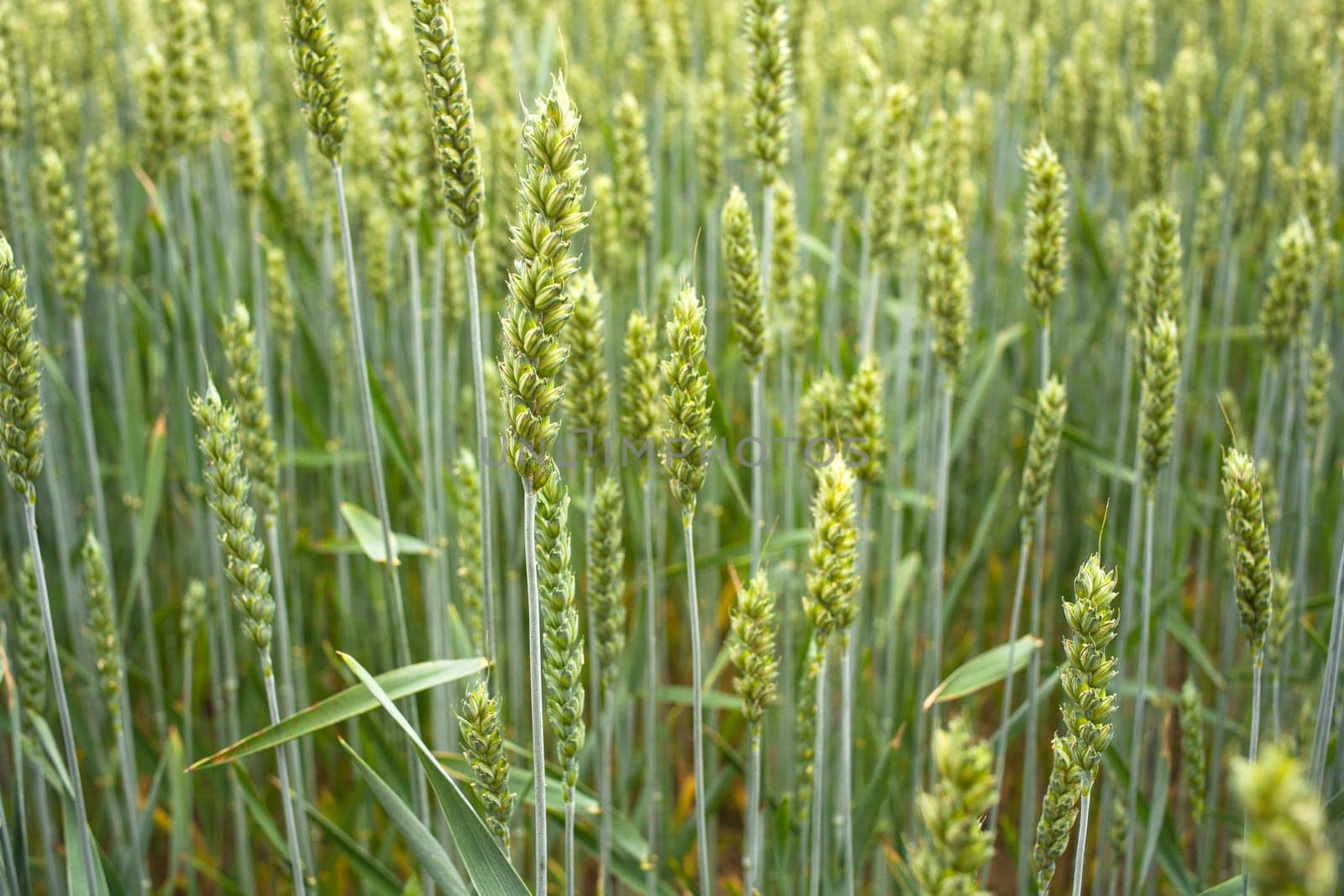Young Plants in the field, Isola della cona