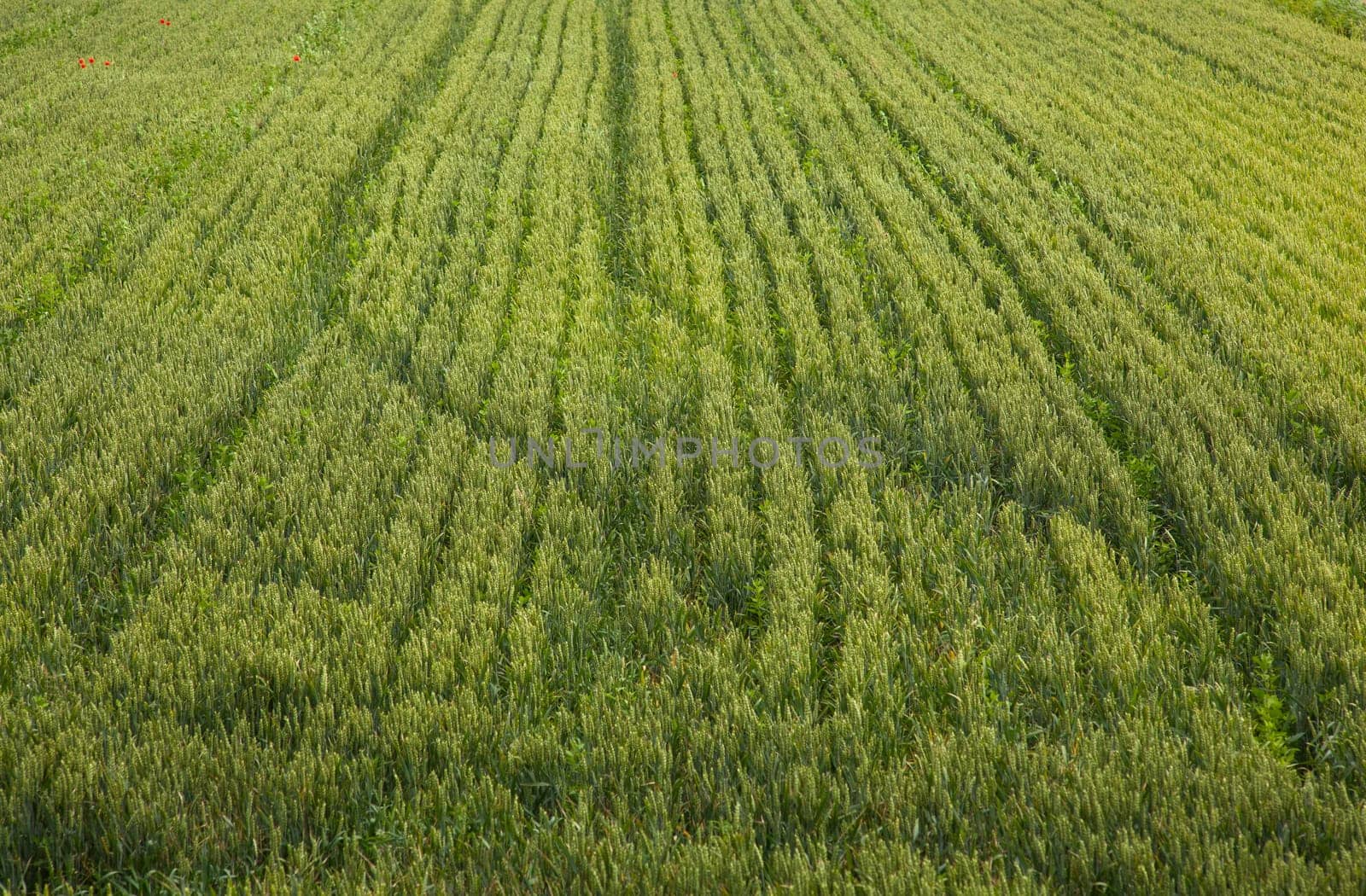 Young Plants in the field, Isola della cona