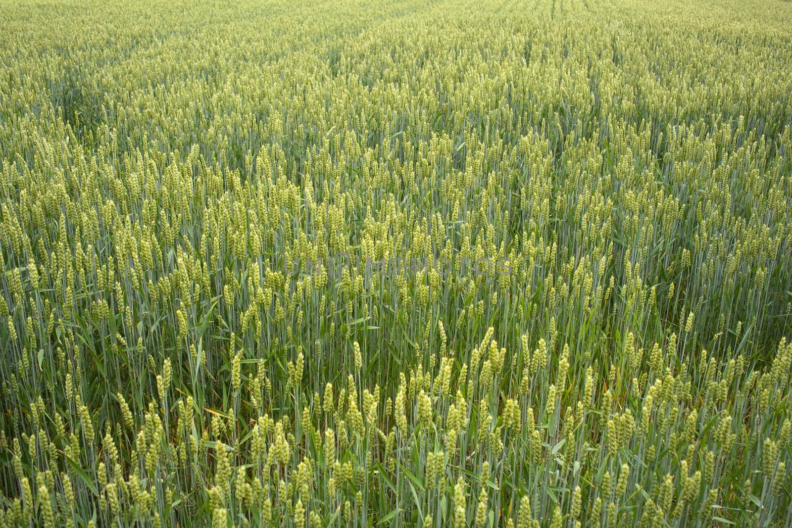 Young Plants in the field, Isola della cona