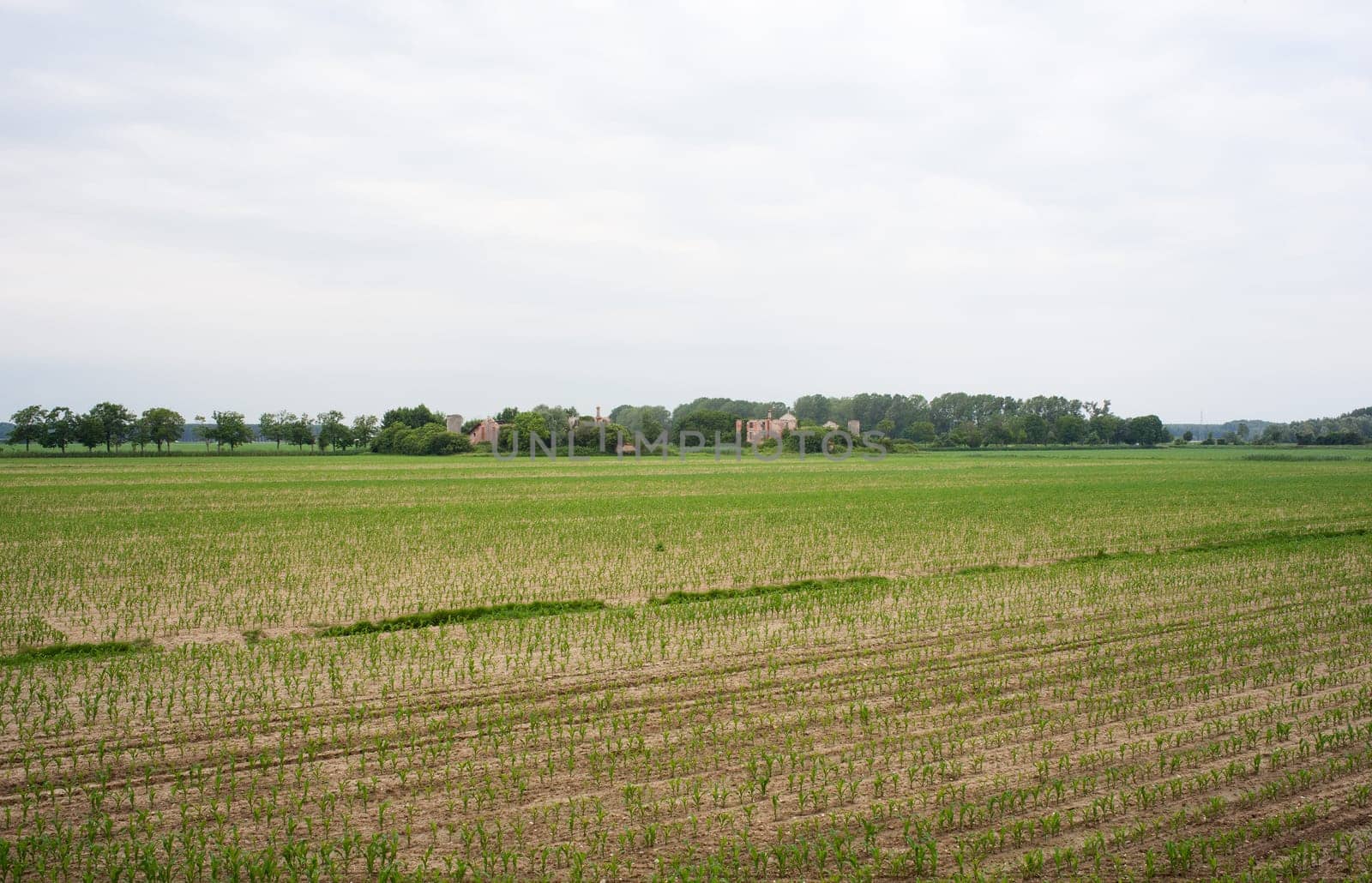 Young Plants in the field, Isola della cona