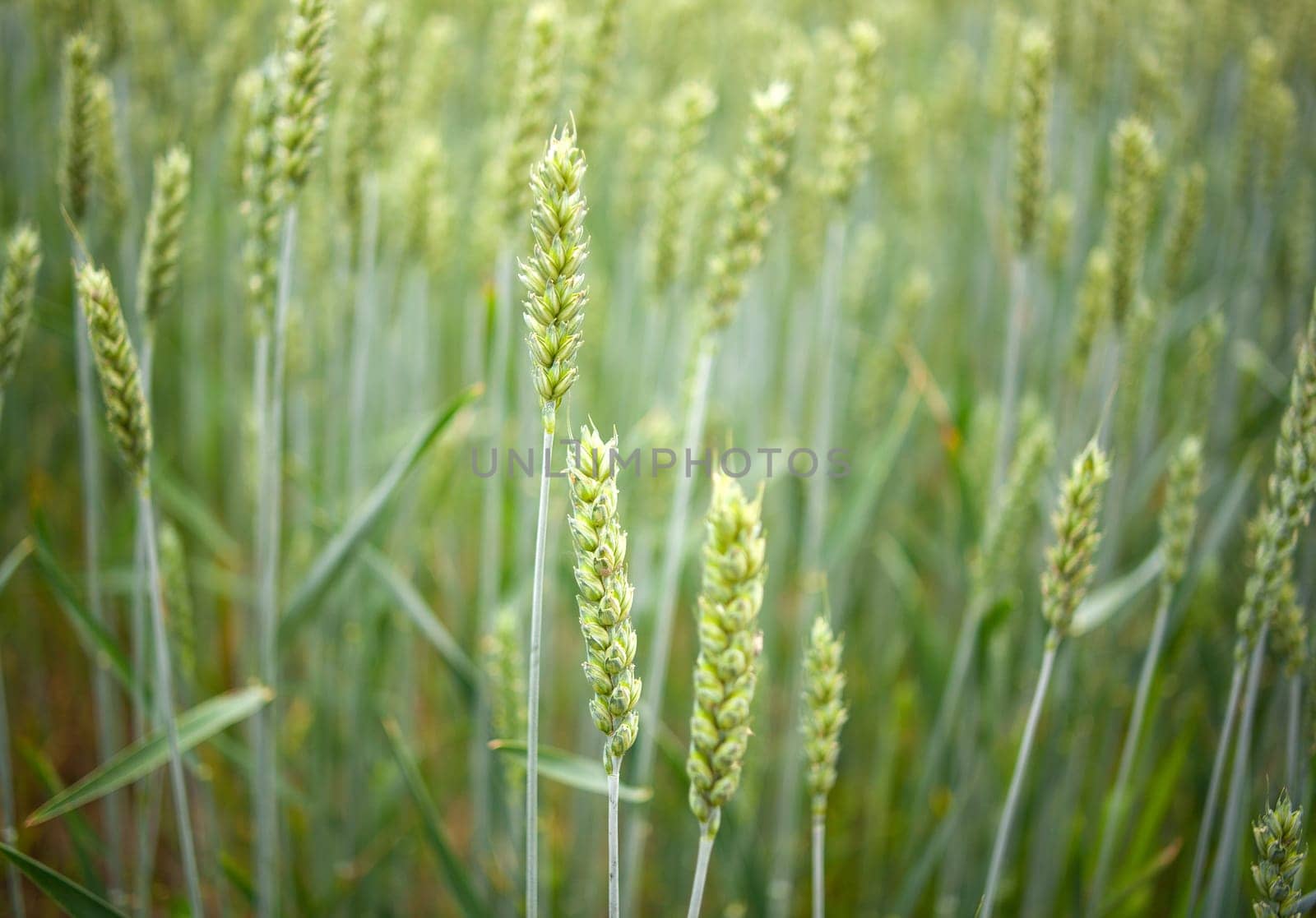 Young Plants in the field, Isola della cona