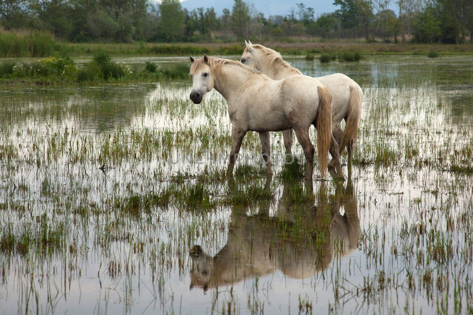 Camargue horses in a swamp - Isola della cona