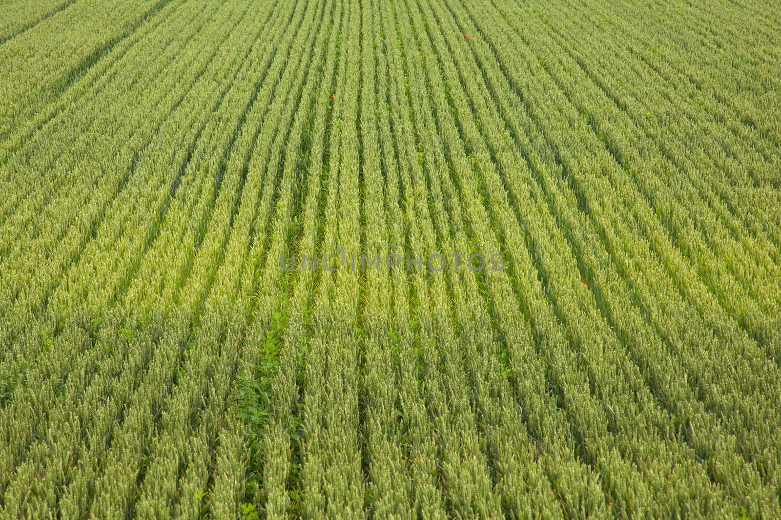 View of Wheat field, Isola della cona