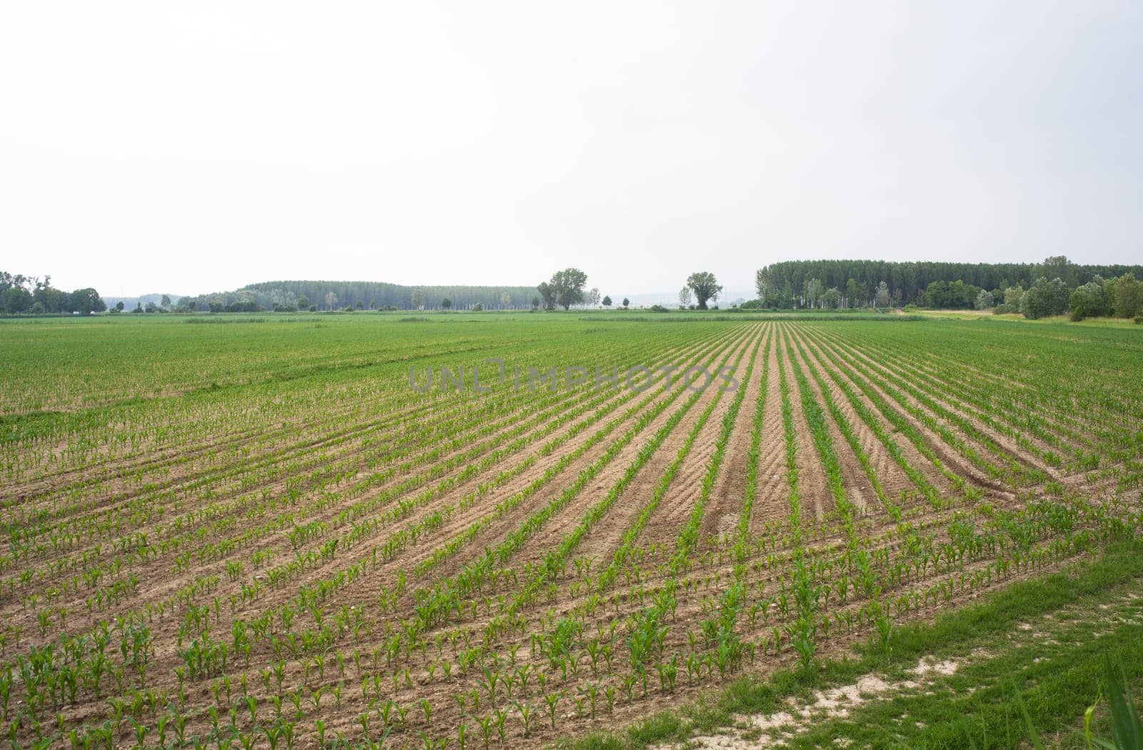 Young Plants in the field, Isola della cona