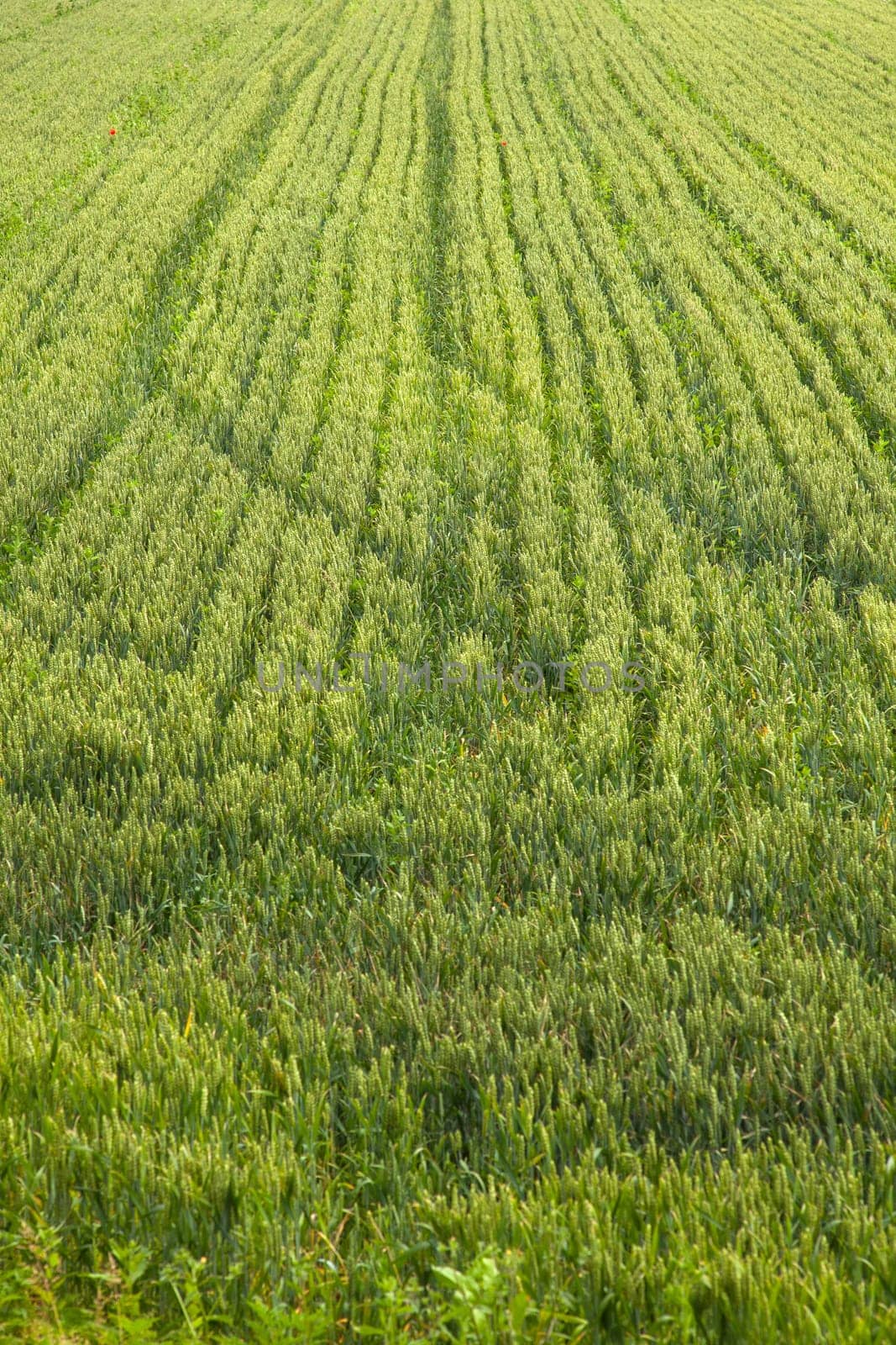 Young Plants in the field, Isola della cona