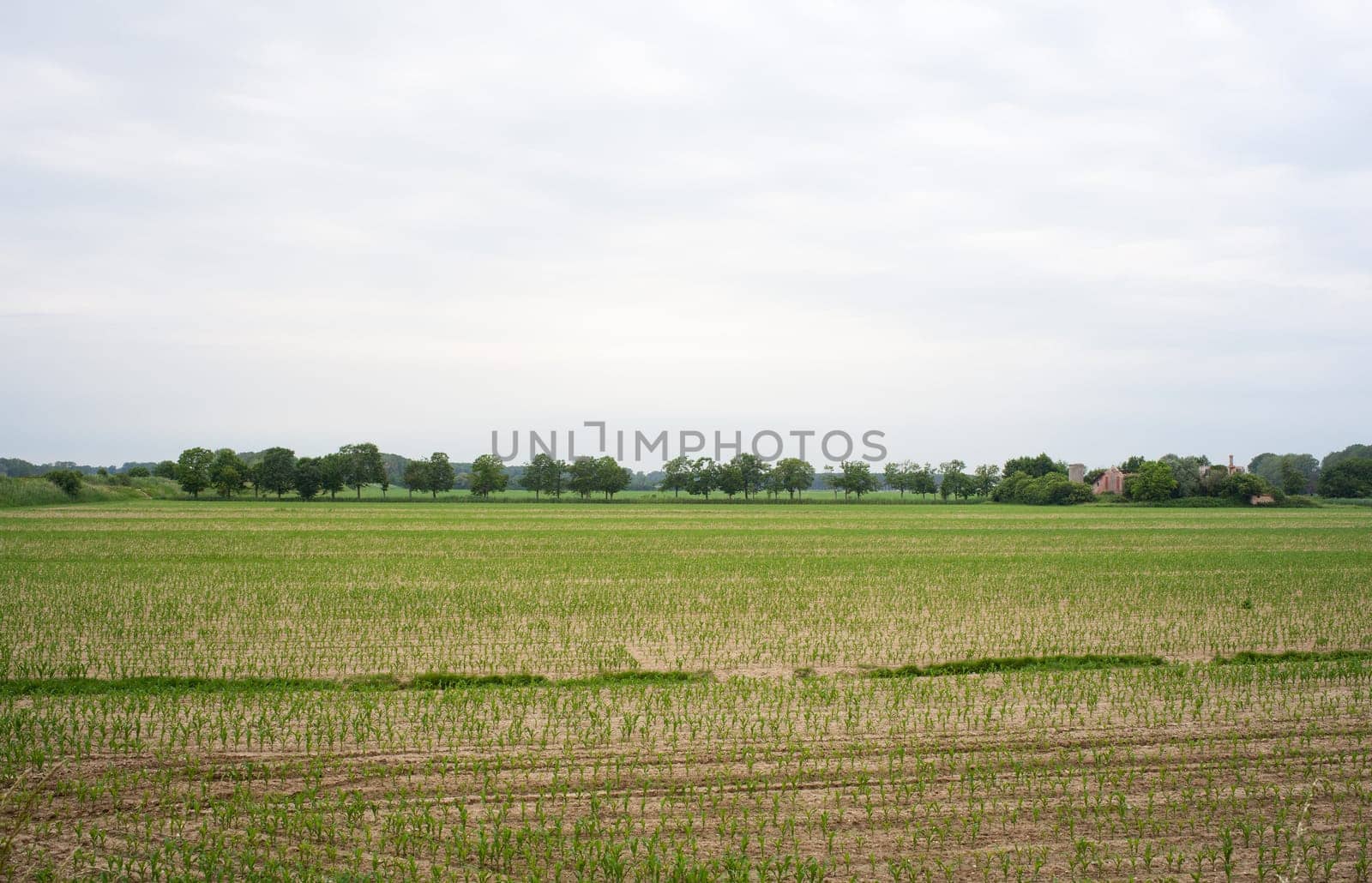 Young Plants in the field, Isola della cona
