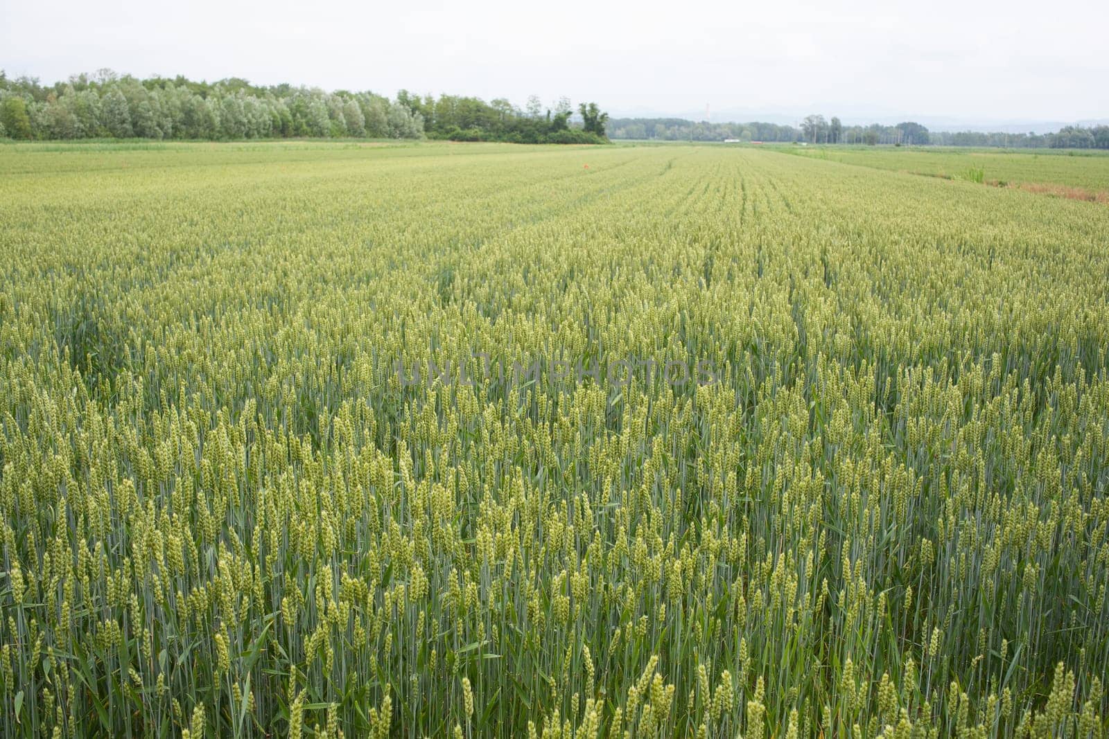 Young Plants in the field, Isola della cona