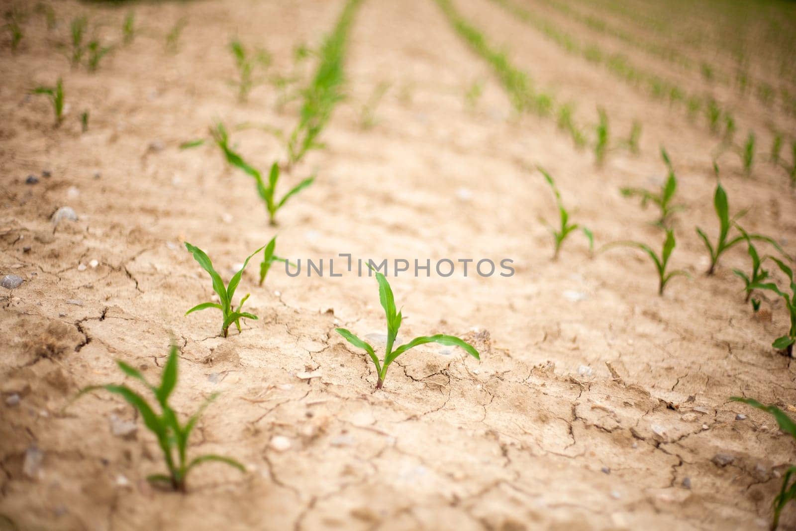 Young Plants in the field, Isola della cona