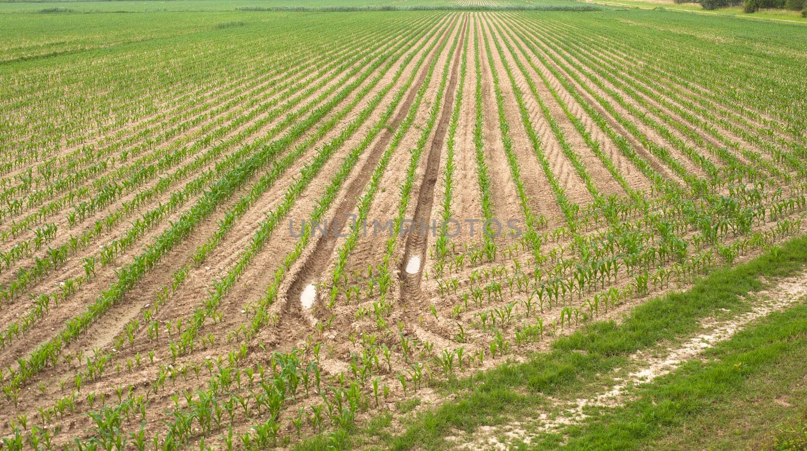 Young Plants in the field, Isola della cona