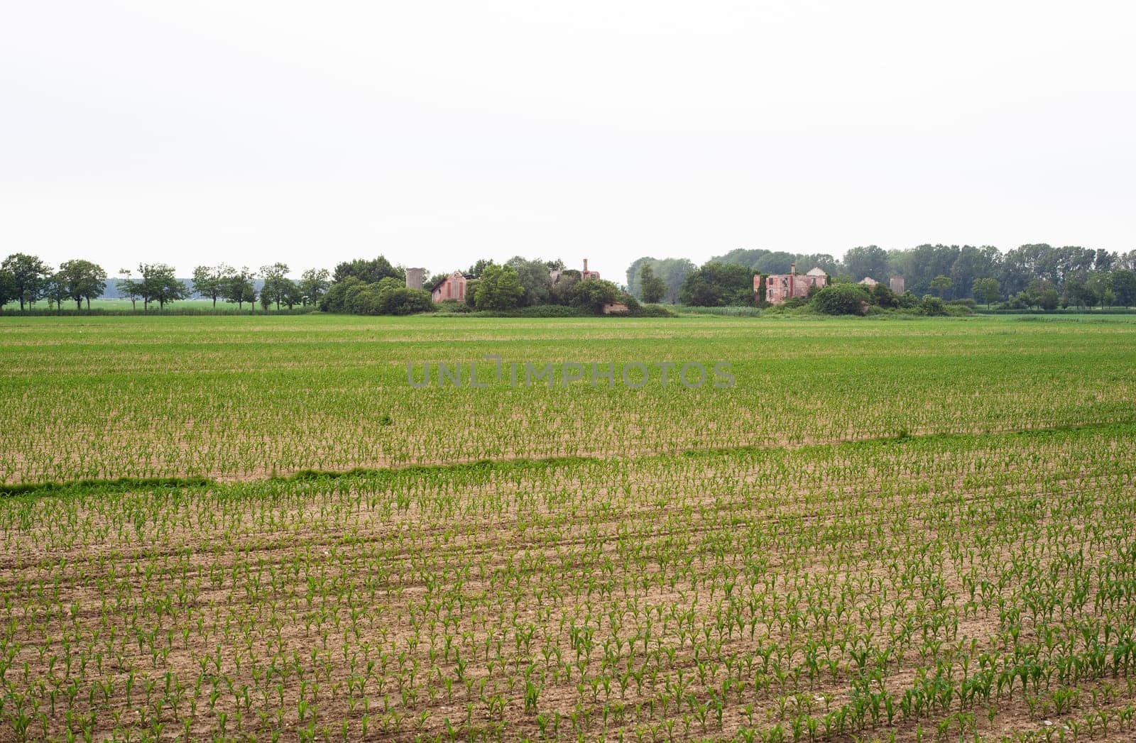 Young Plants in the field, Isola della cona