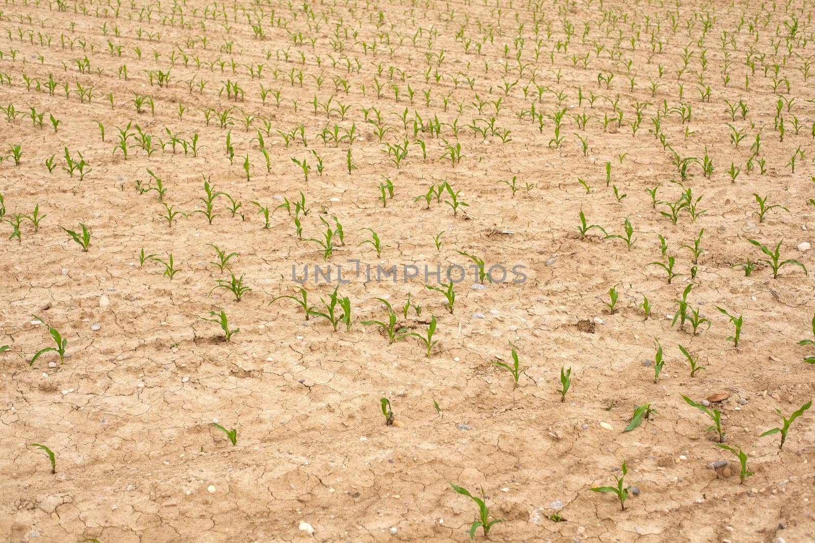 Young Plants in the field, Isola della cona