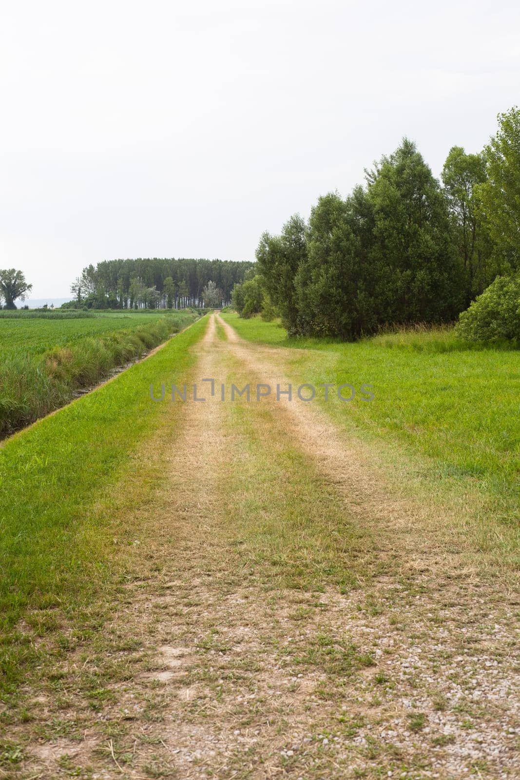Young Plants in the field, Isola della cona