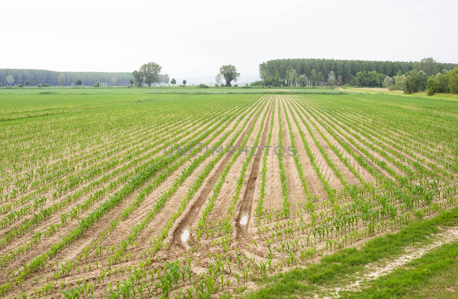 Young Plants in the field, Isola della cona