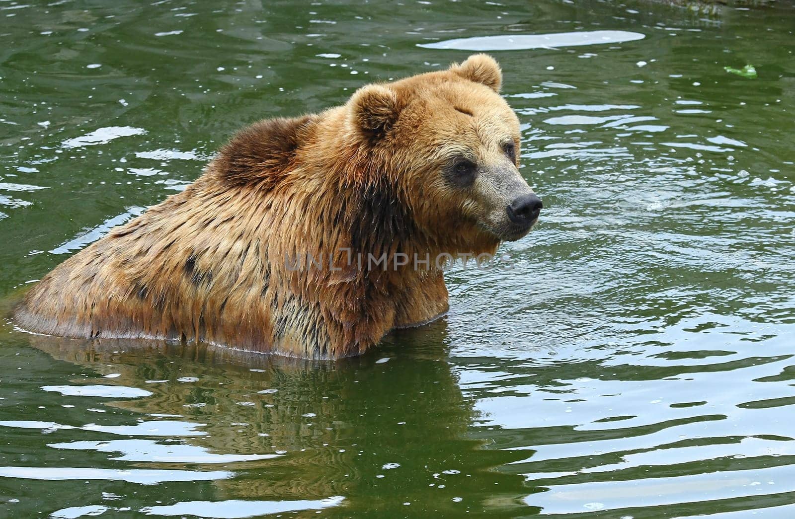 Bathing fun