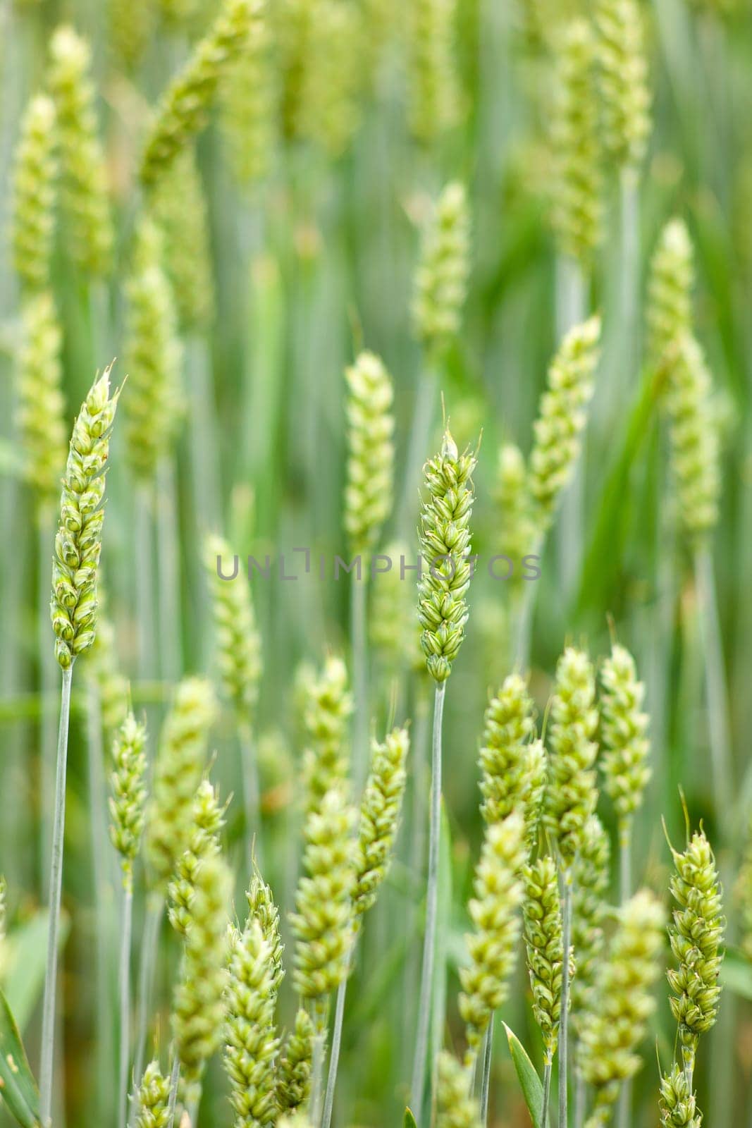 Young Plants in the field, Isola della cona