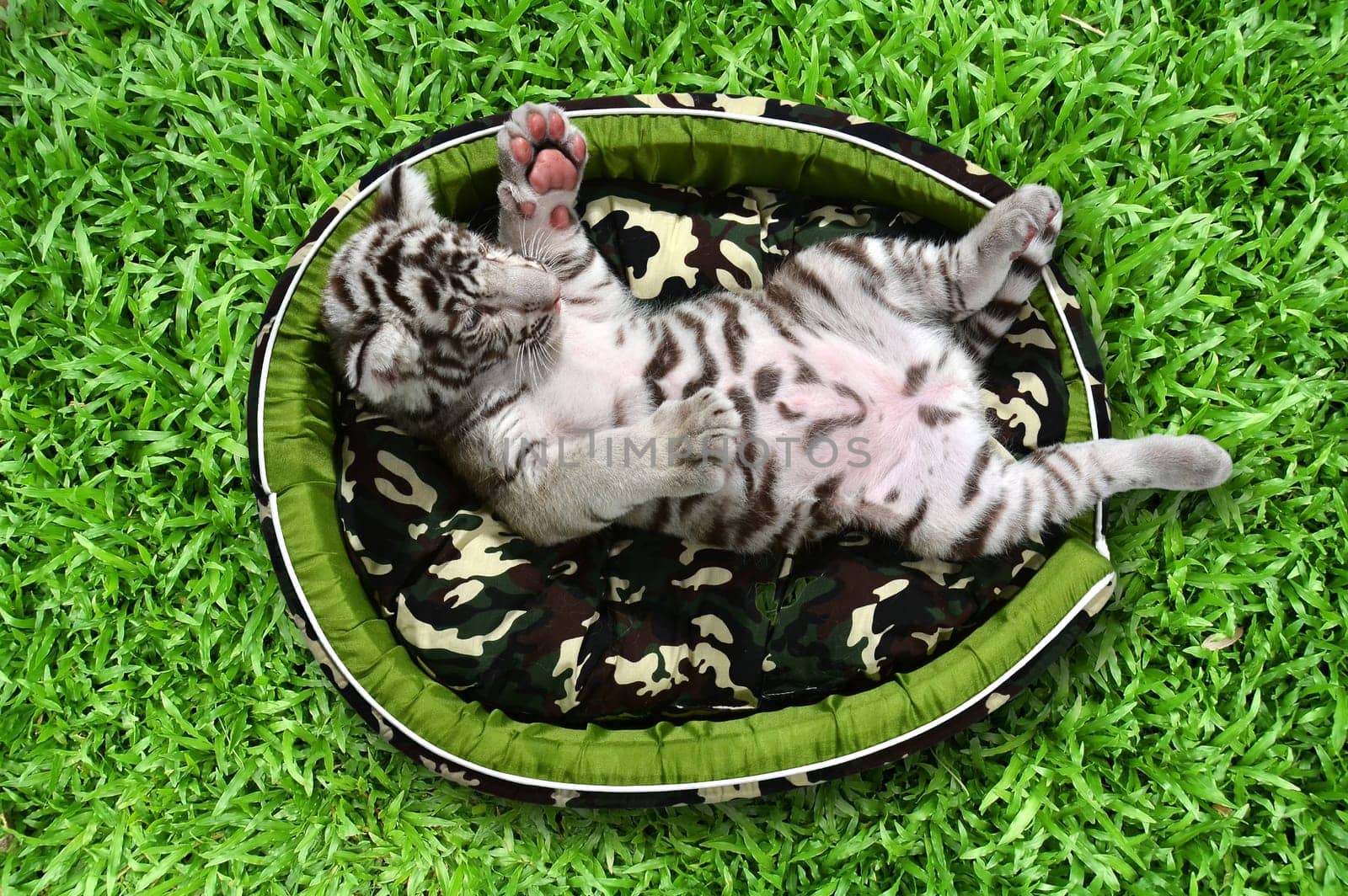 baby white tiger laying in a mattress on green grass