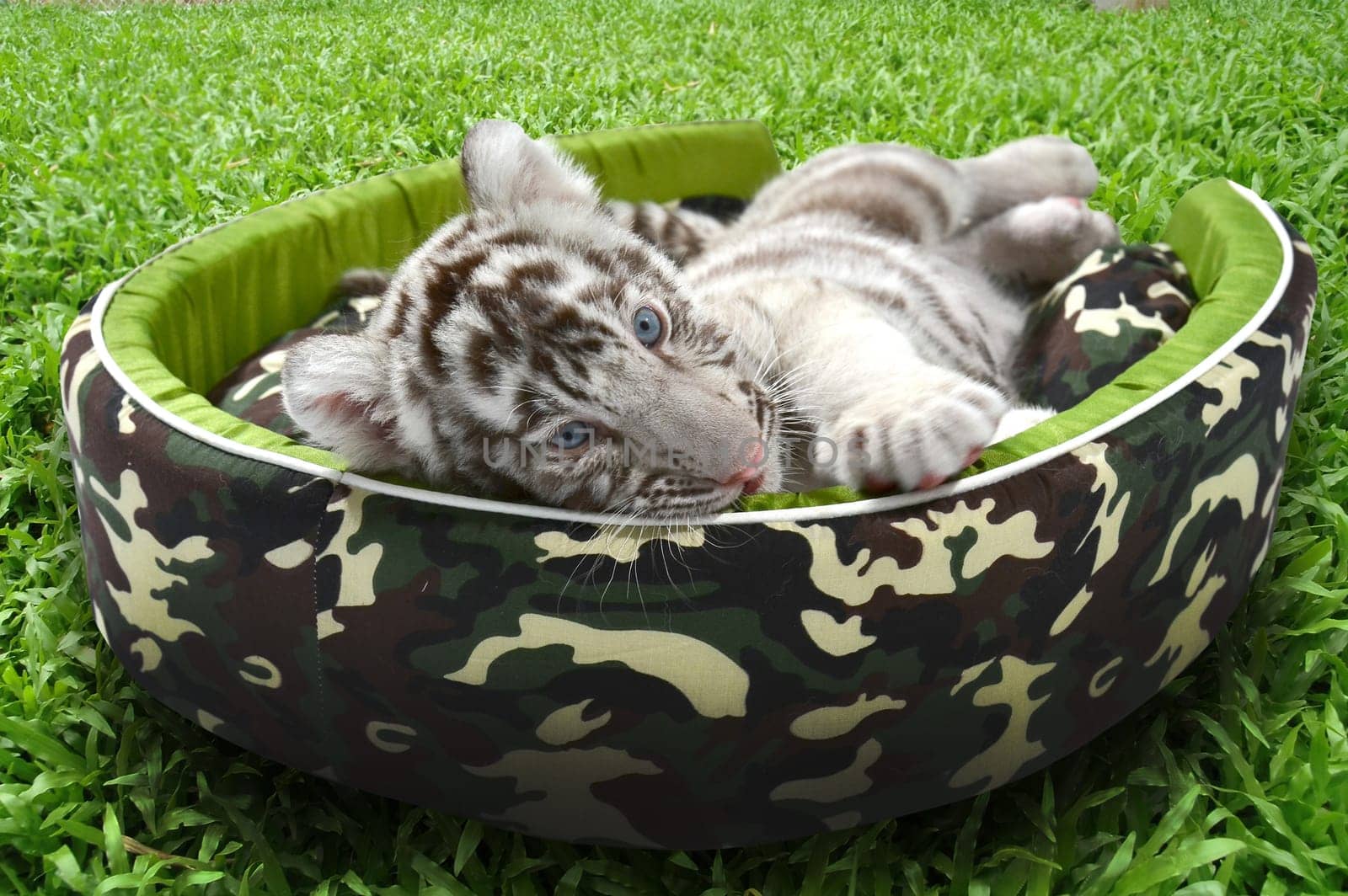 baby white tiger laying in a mattress on green grass