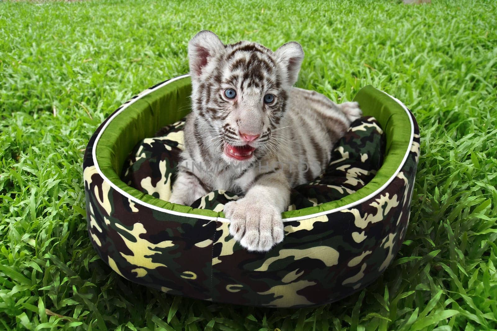 baby white tiger laying in a mattress on green grass