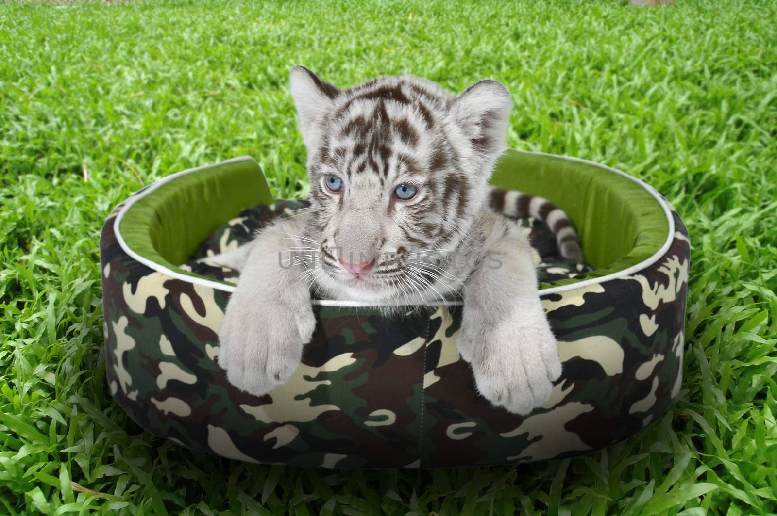 baby white tiger laying in a mattress on green grass