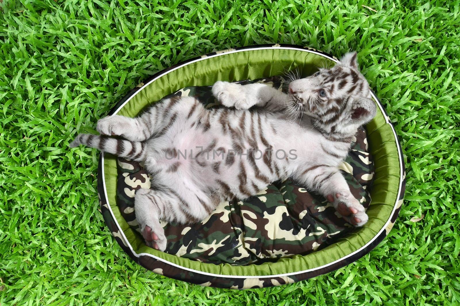 baby white tiger laying in a mattress on green grass