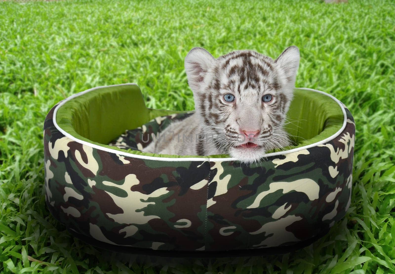 baby white tiger laying in a mattress on green grass