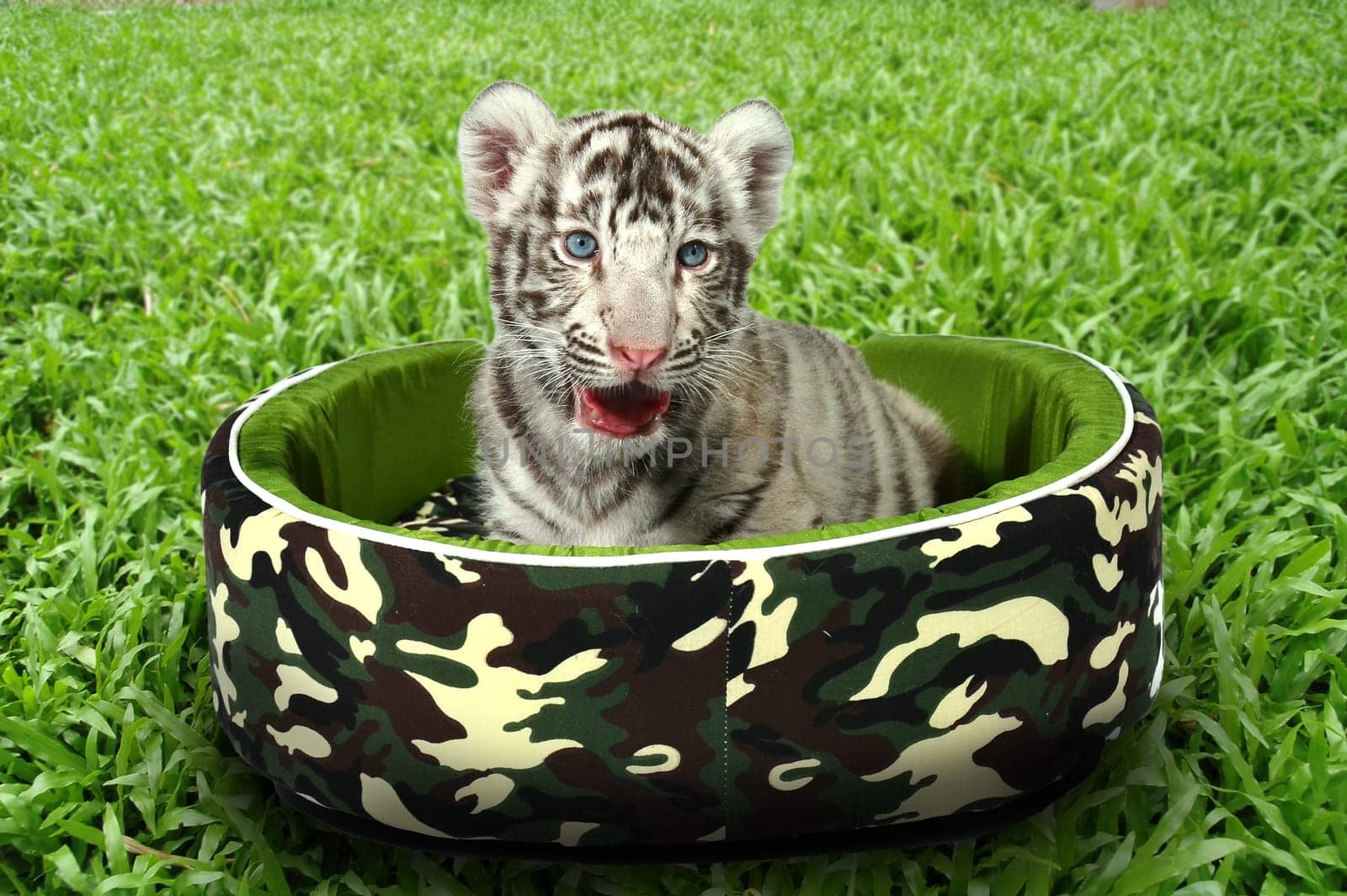 baby white tiger laying in a mattress on green grass