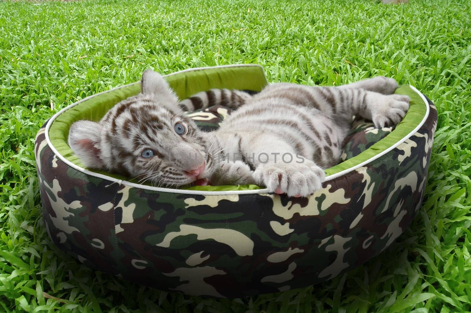 baby white tiger laying in a mattress on green grass