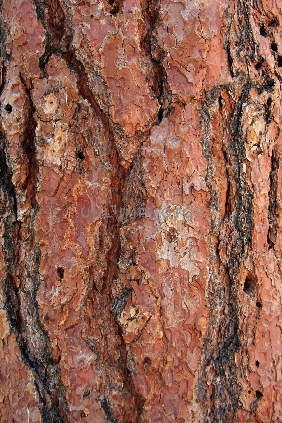 Background of rough surfaced tree bark