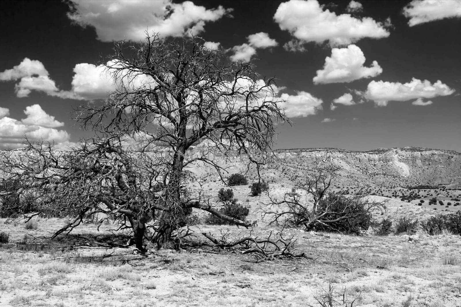 Dramatic black and white scenery with juniper and clouds