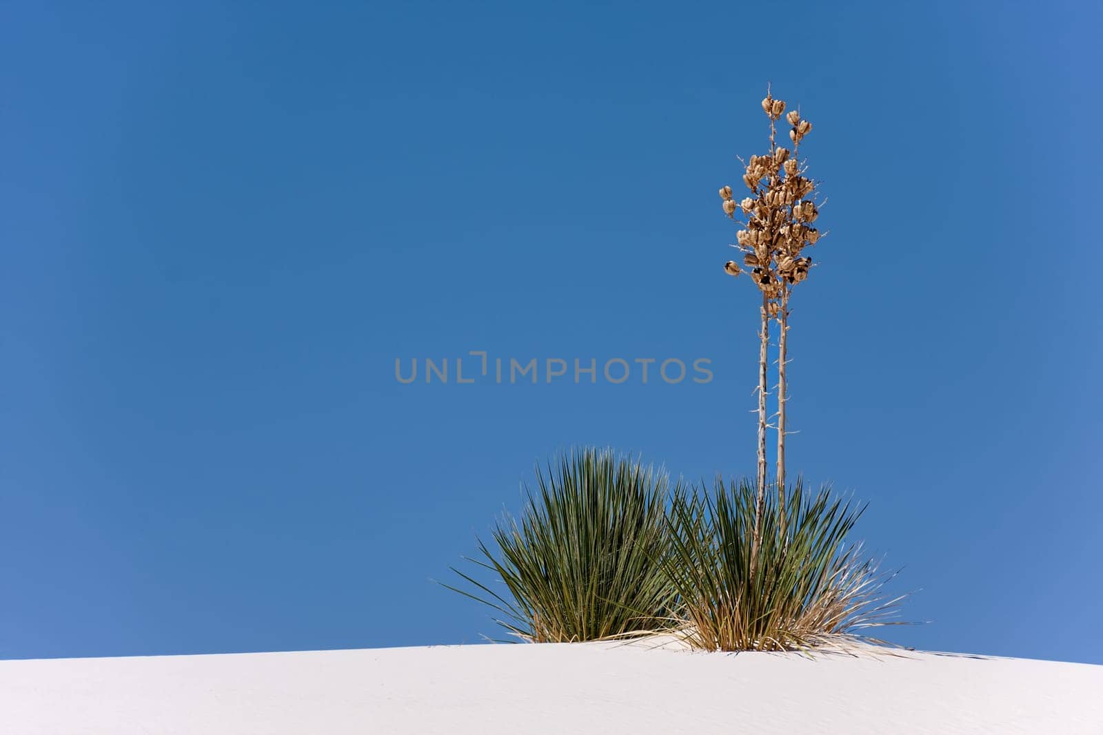 Amazing plant of New Mexico's desert