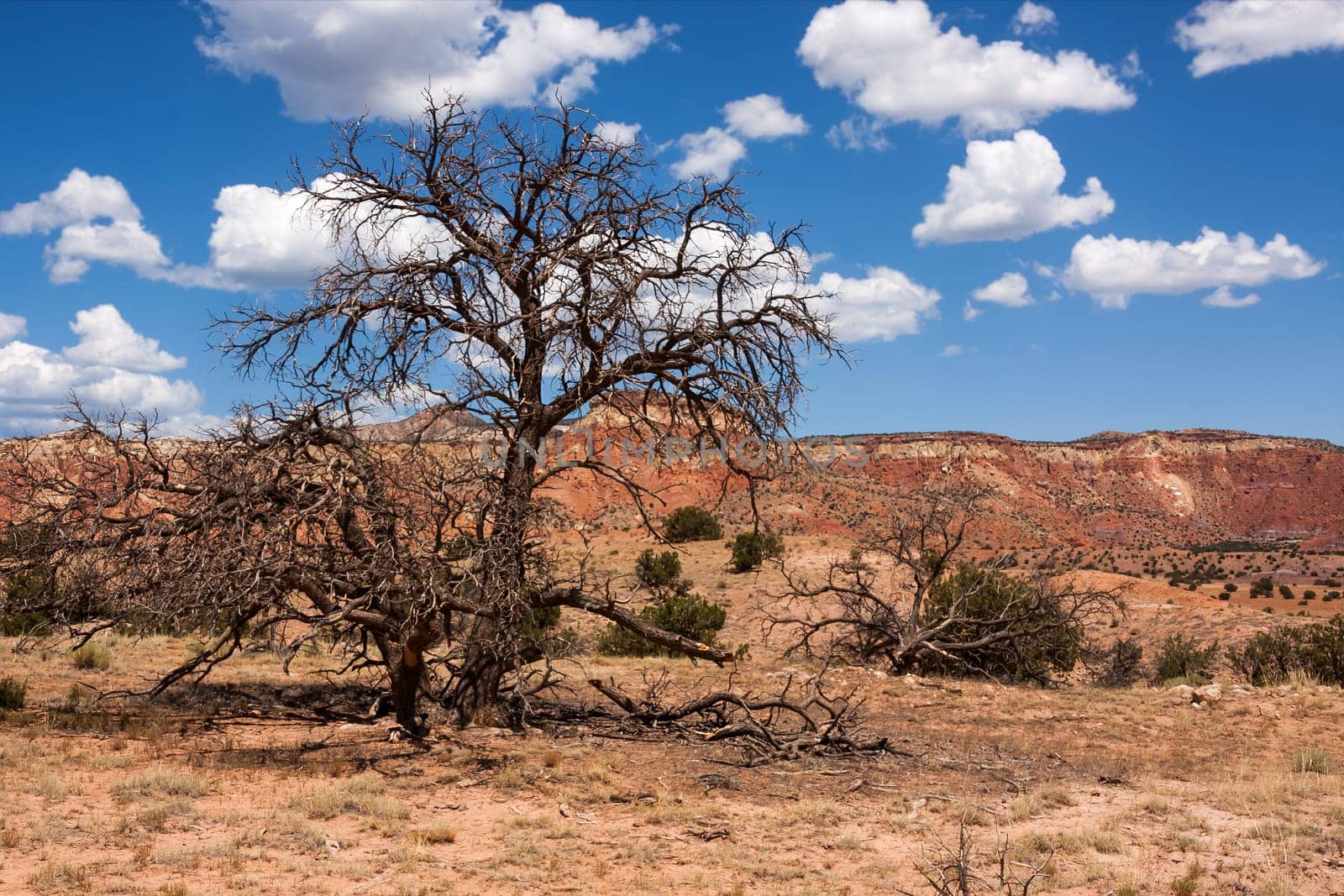 Colorful landscape with dead tree in New Mexico near Ghost Ranch