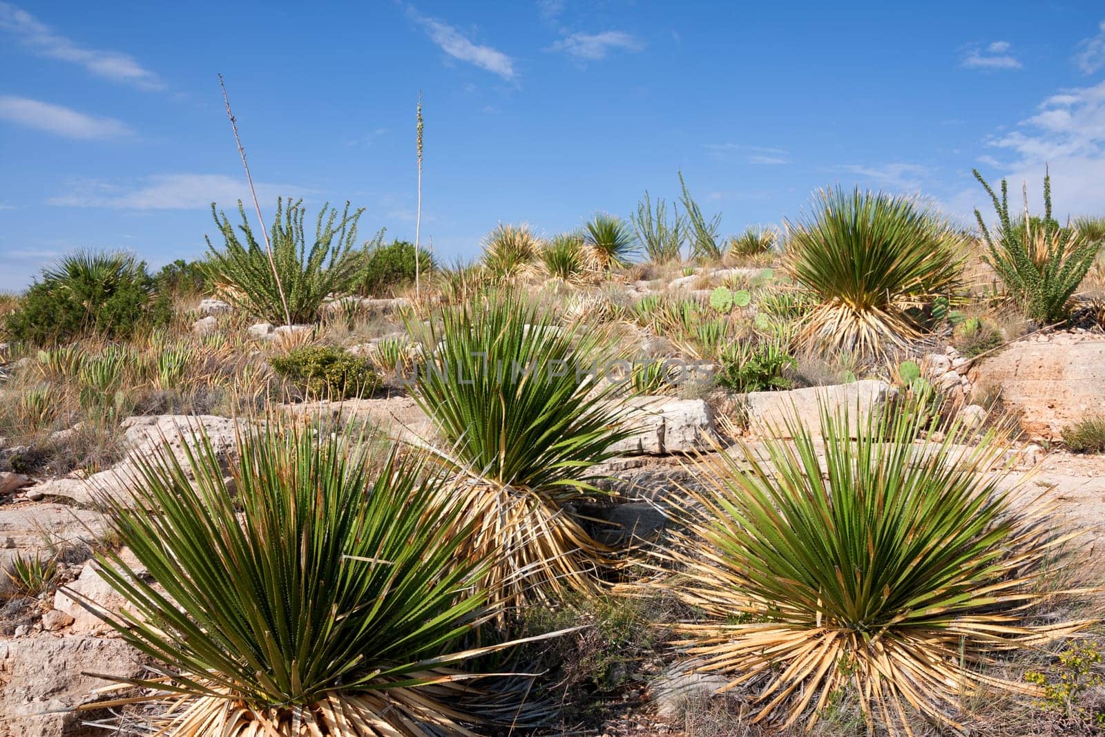 Impressive and scenic landscape in New Mexico near Carlsbad