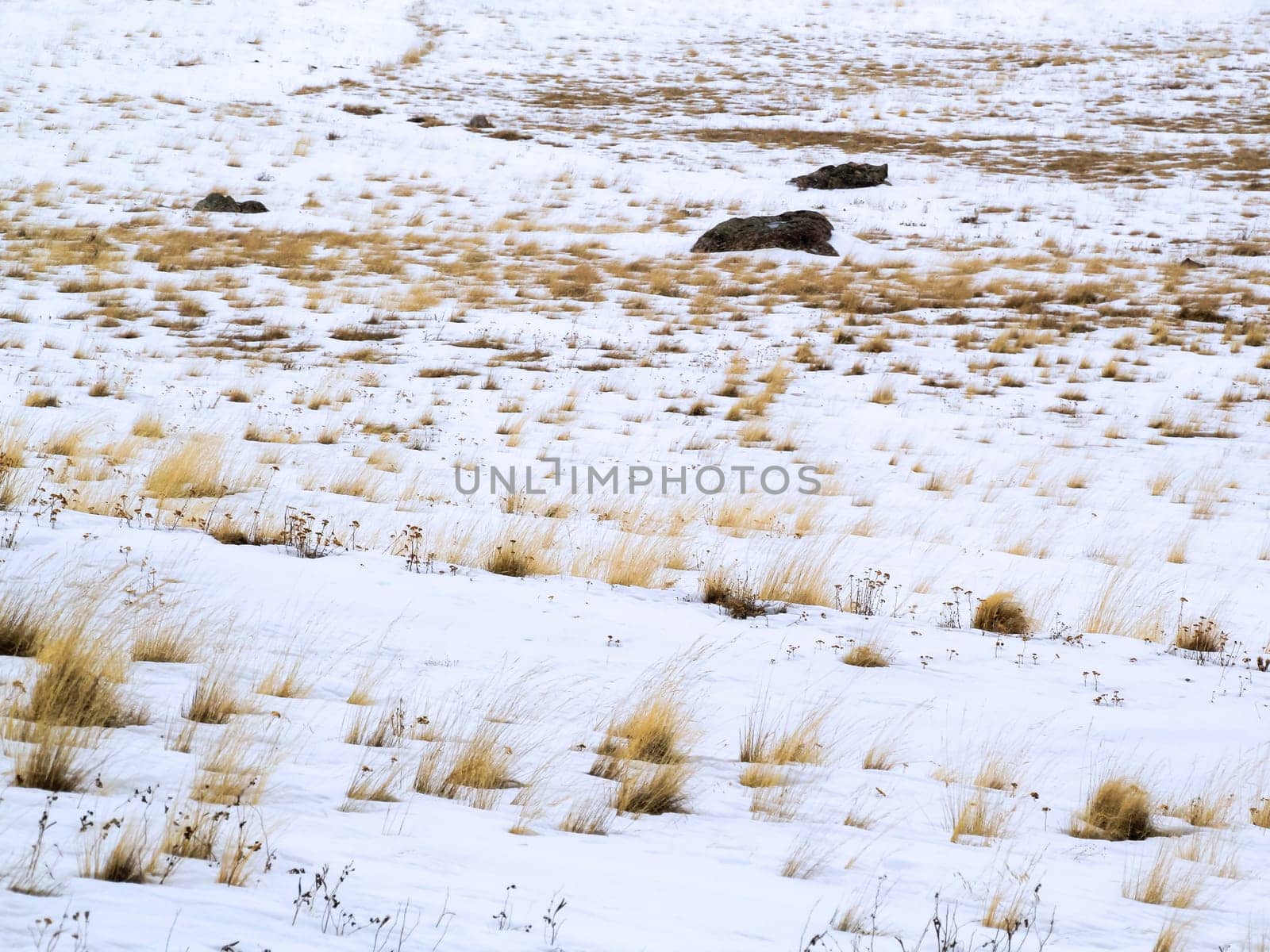 Winter with snow in New Mexico's Caldera