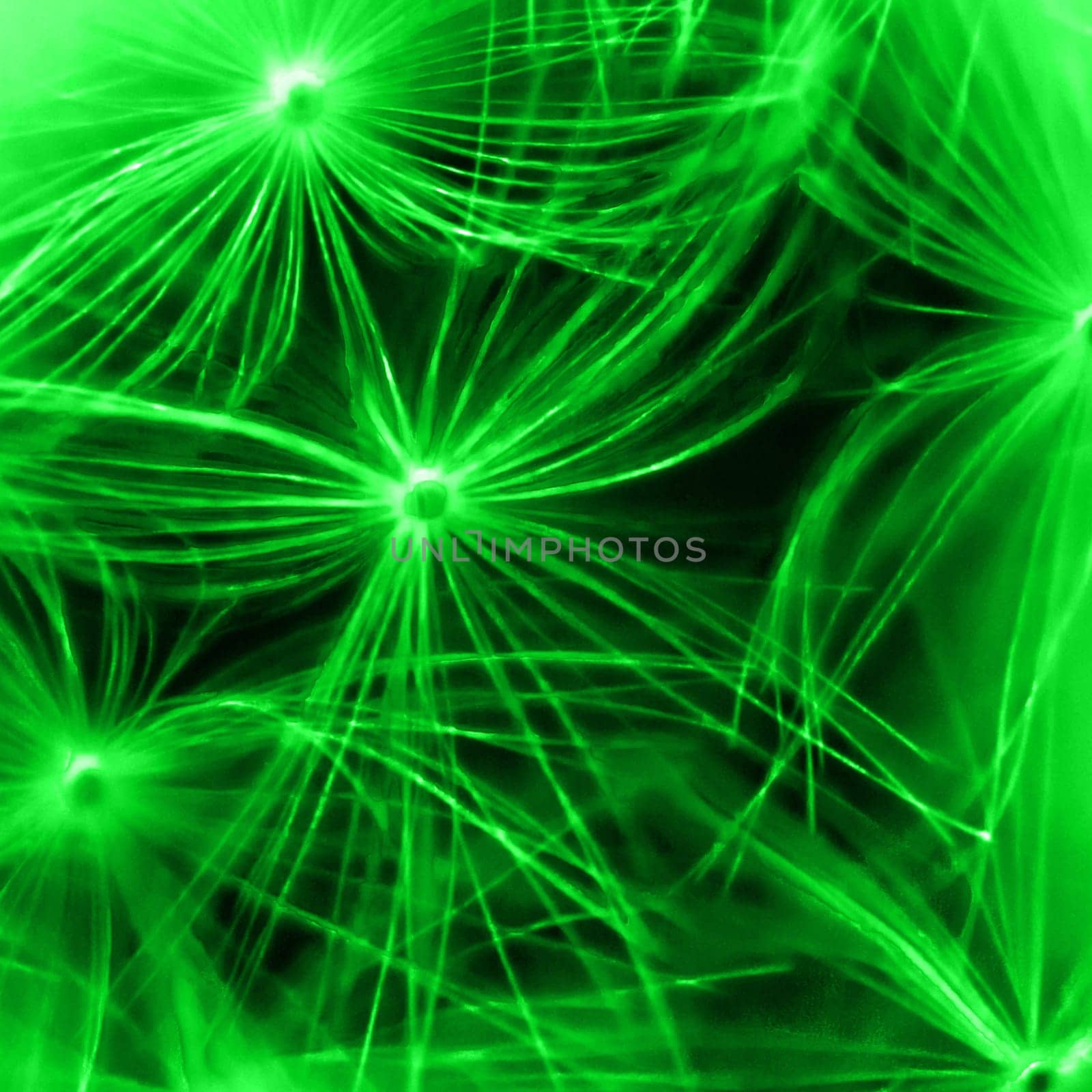 Square macro shot of Dandelion Seeds