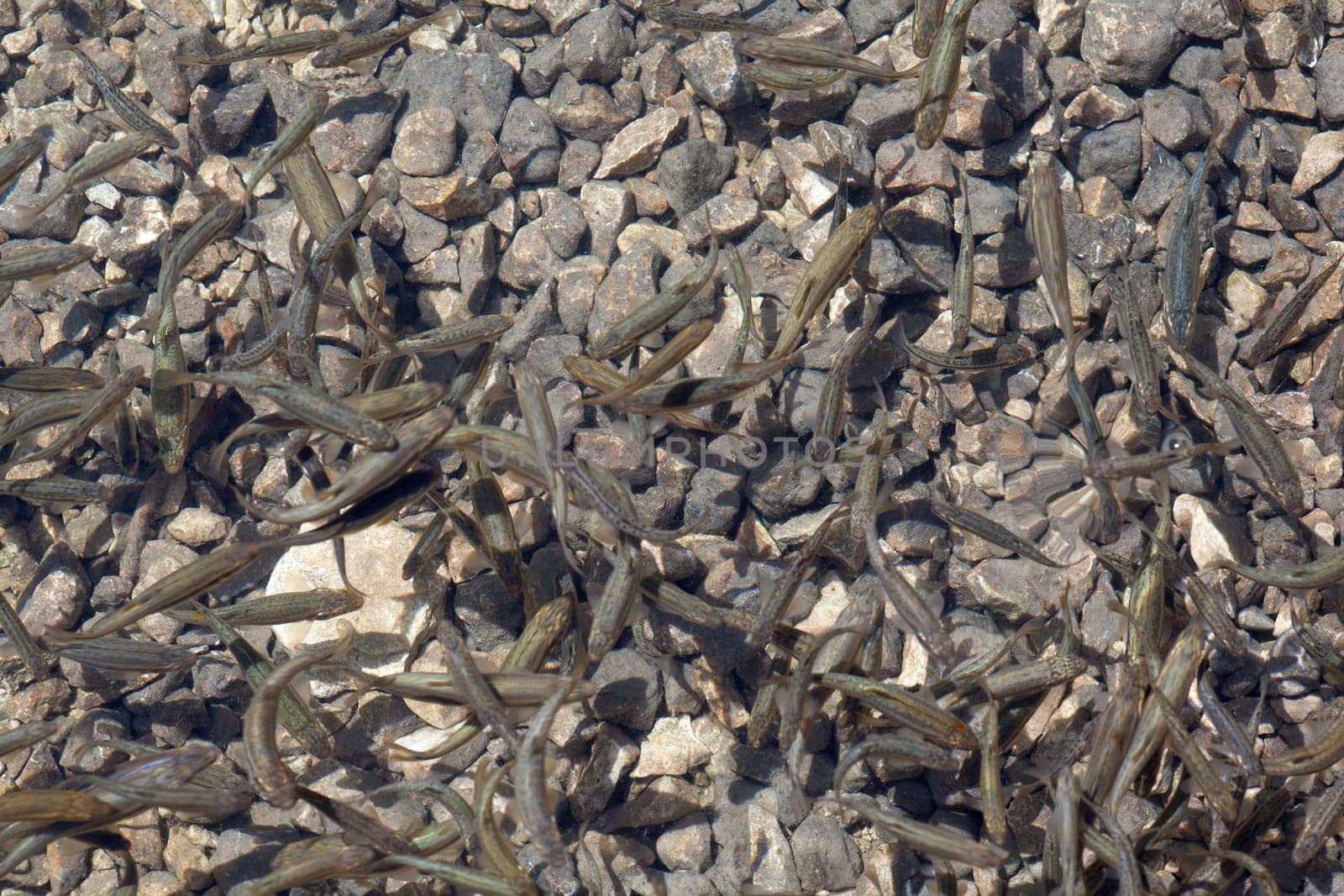 Shoal, a lot of fishes, Krnsko lake