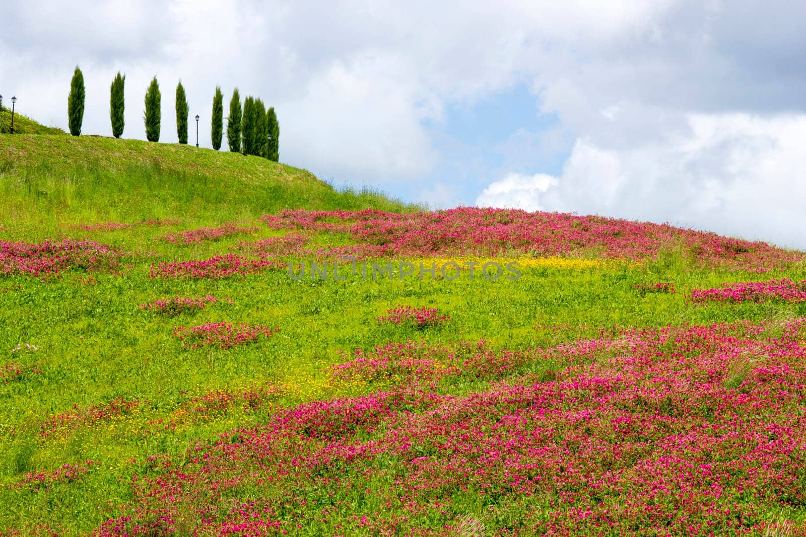 Tuscany - landscape with spring flowers, Italy
