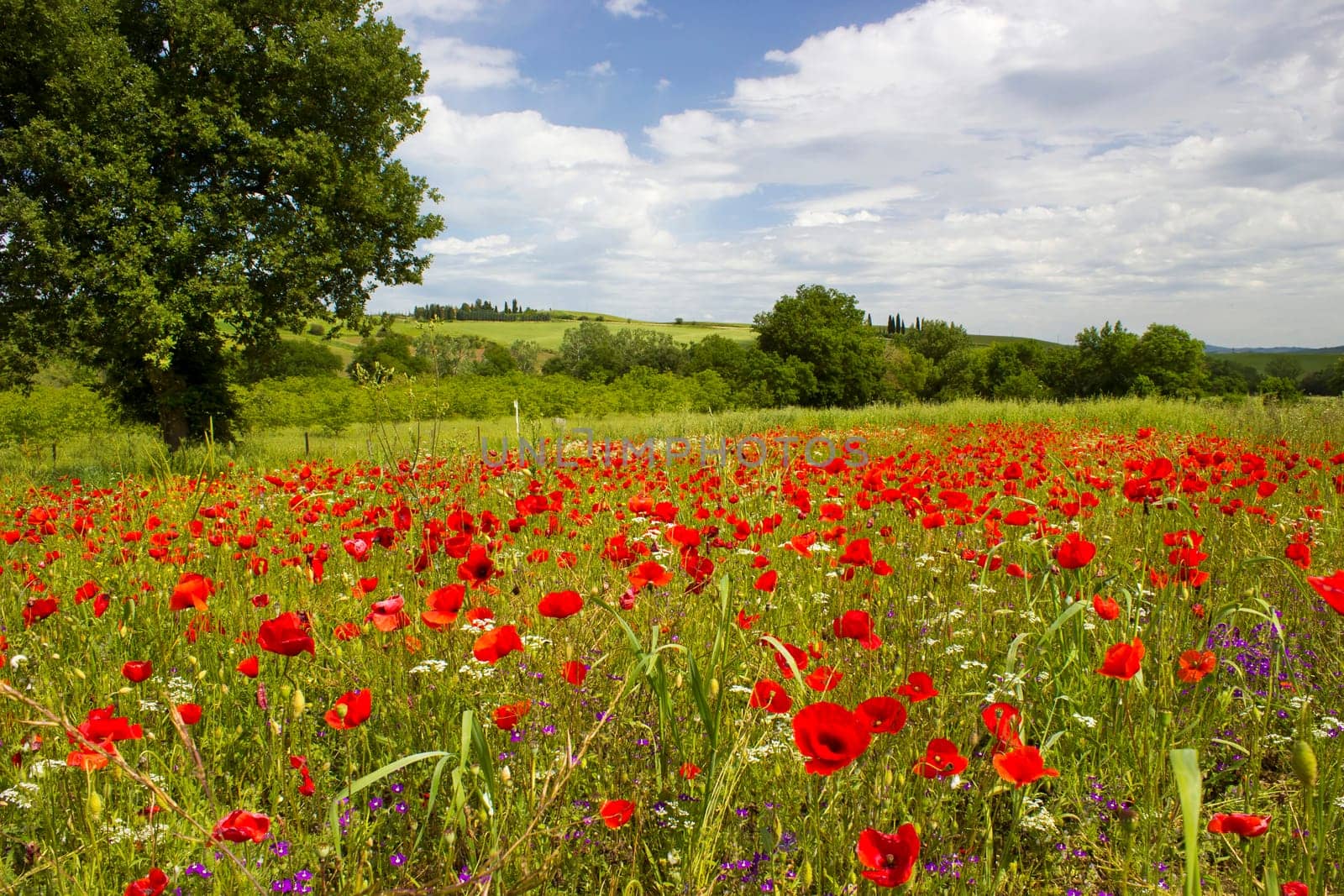 spring in Tuscany, landscape with poppies