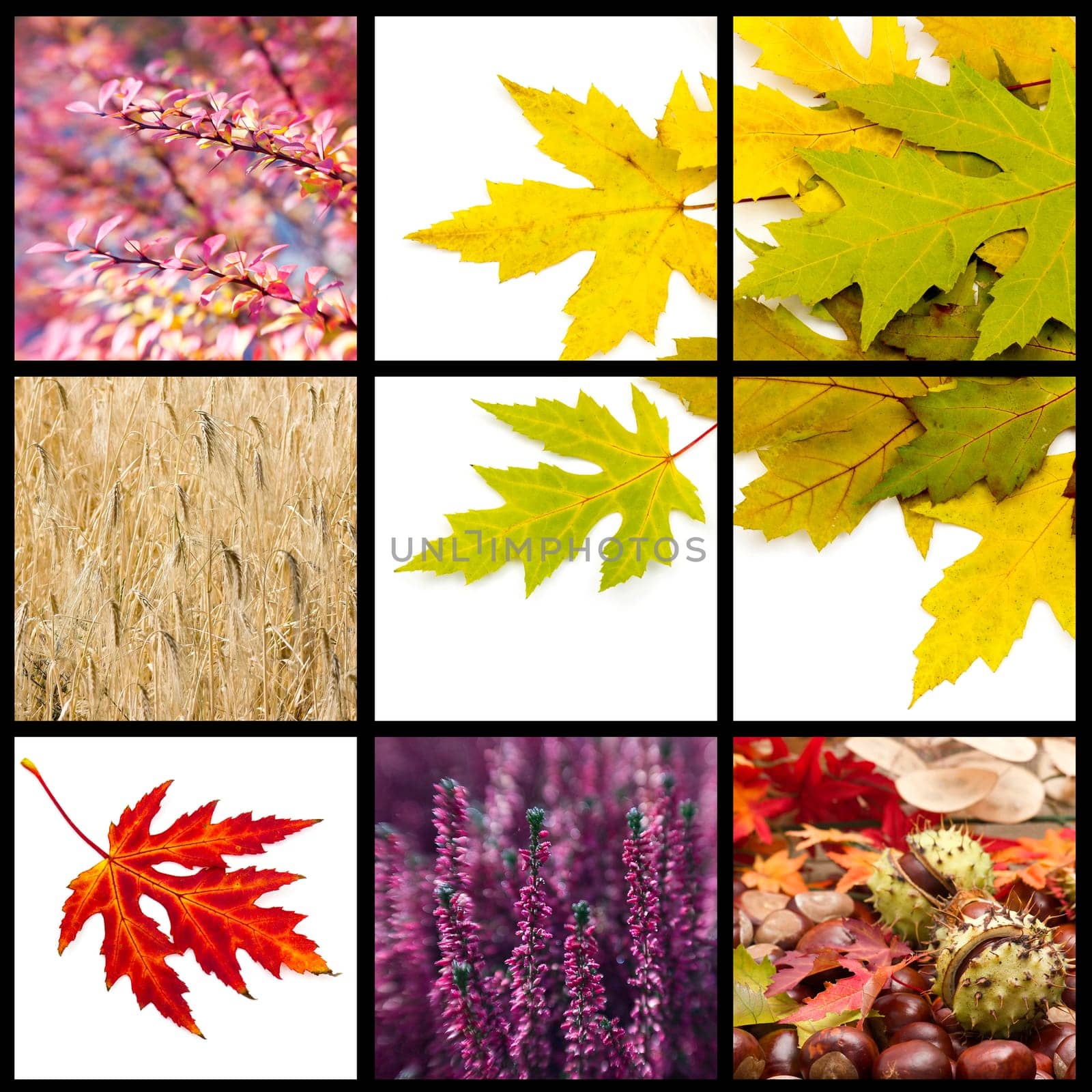 Autumn collage with different autumn pictures