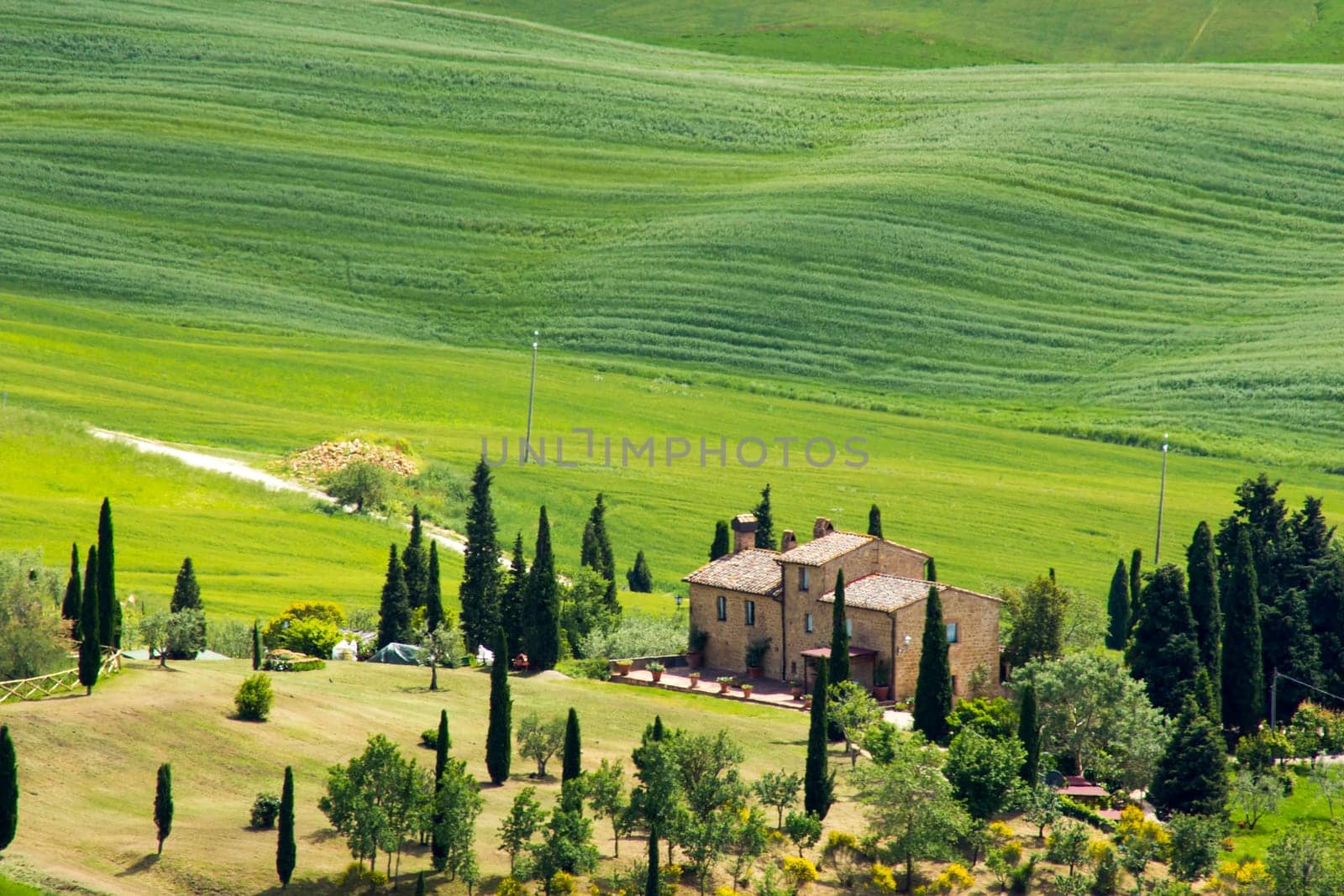 Tuscany - green typical landscape in spring time