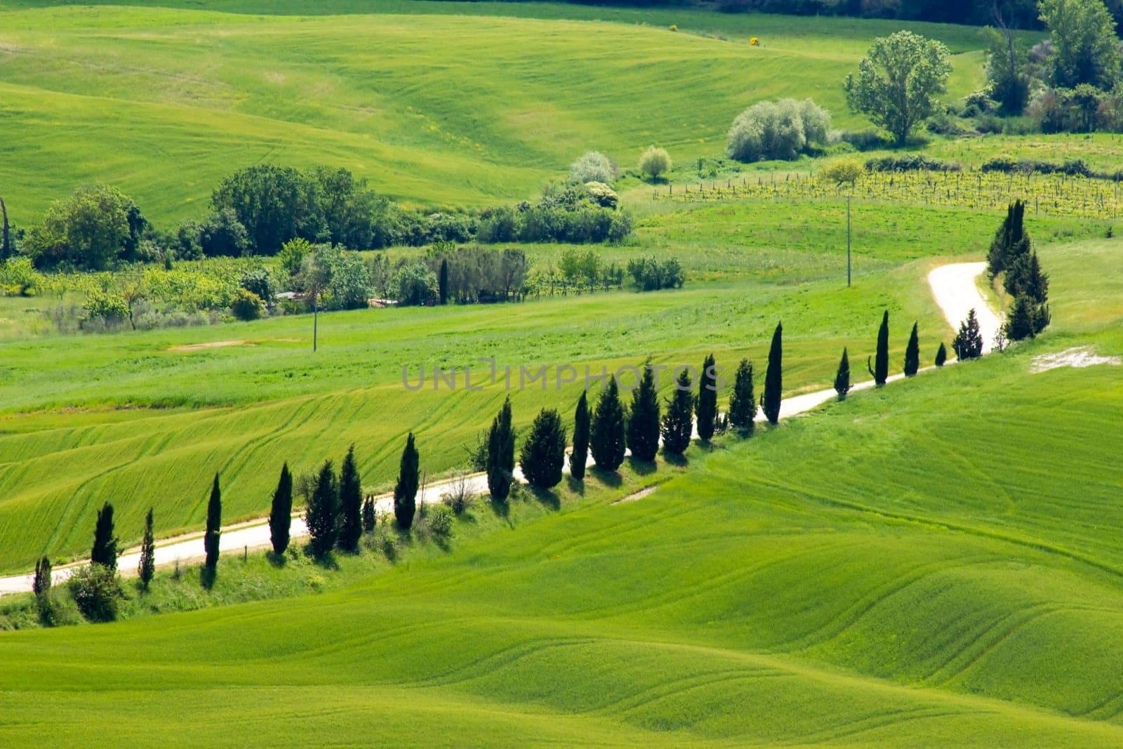 Tuscany - green typical landscape in spring time