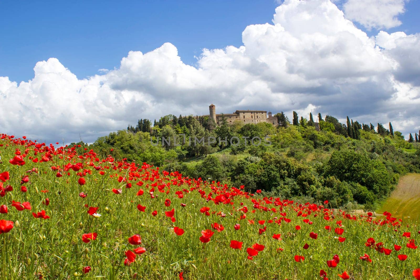 spring in Tuscany, landscape with poppies
