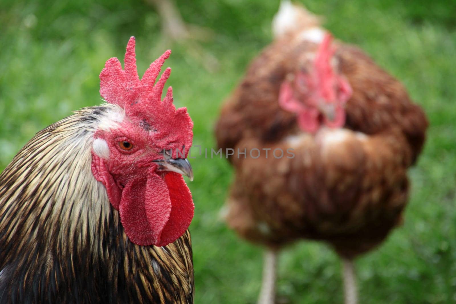 Free-range chickens