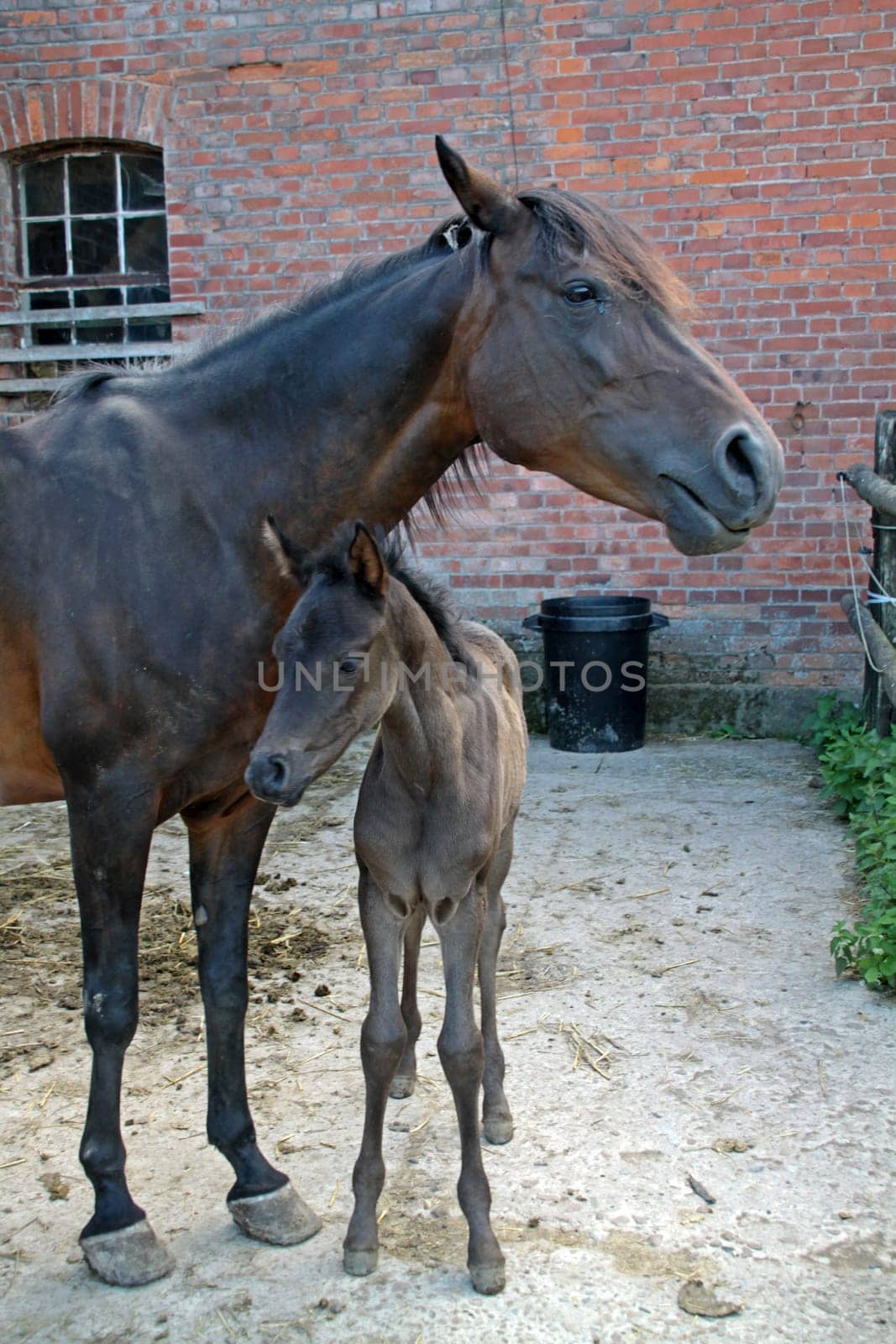 Arabian foals
