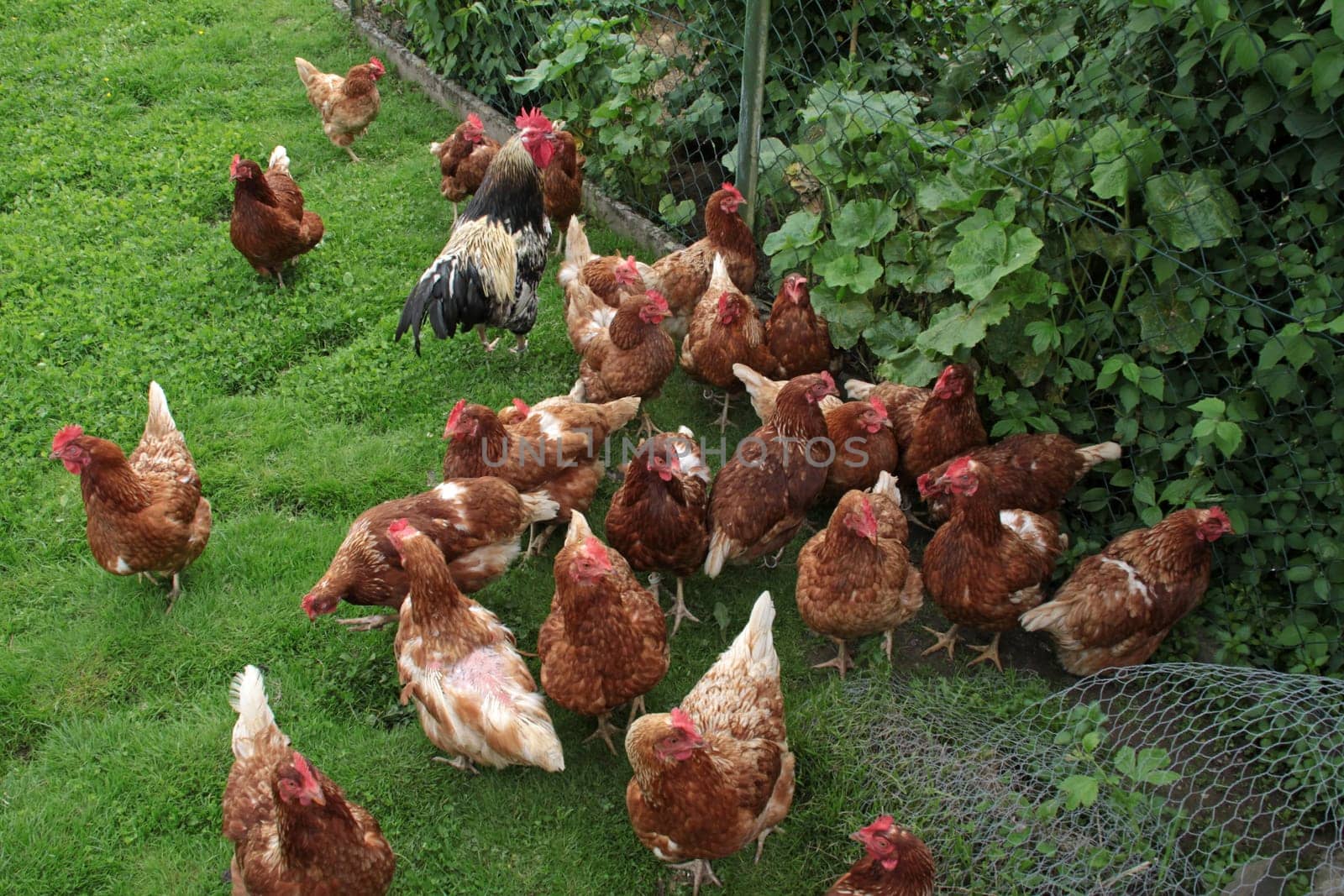 Free-range chickens