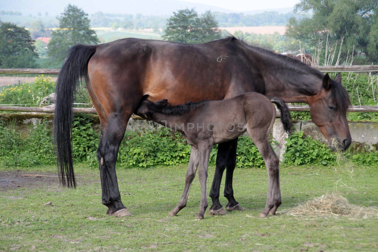 Arabian foals
