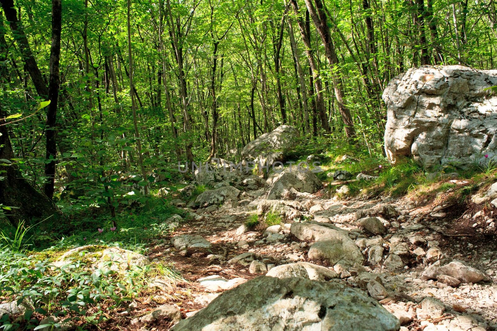 View of the Forest in the Slovenian Julian Alps