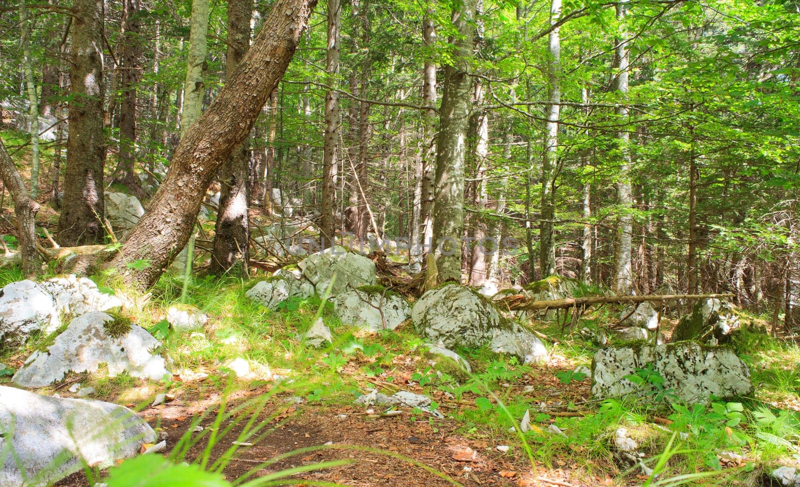 View of the Forest in the Slovenian Julian Alps